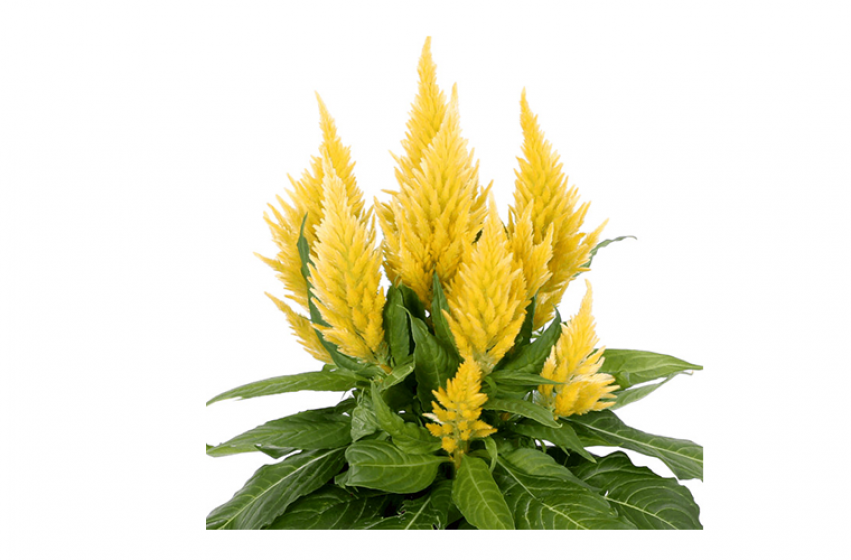 Sun-sational Celosia, Featuring Kelos® Fire Celosia | McDonald Garden